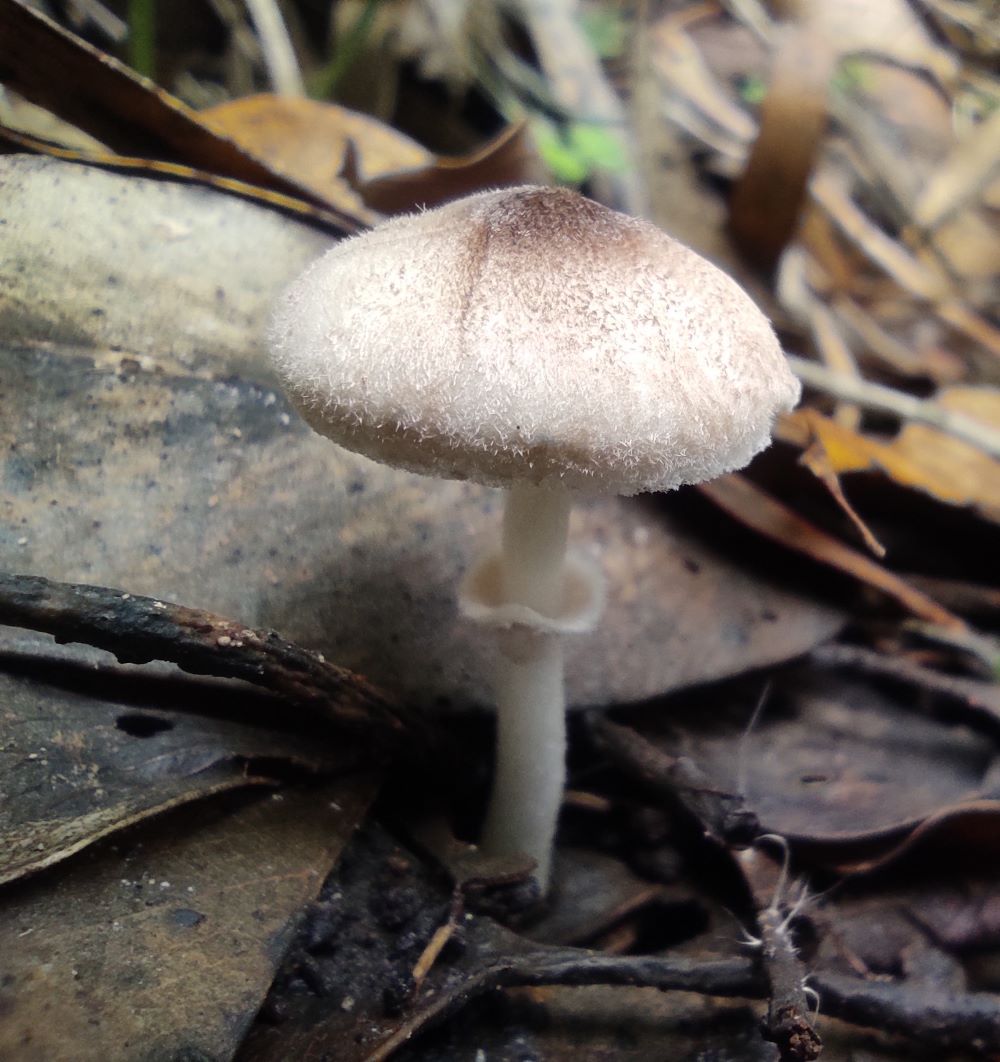 Leucoagaricus brunneocingulatus / Leucocoprinus brunneocingulatus